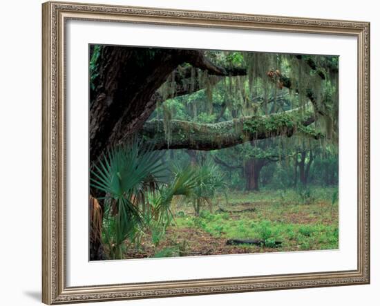 Live Oaks Covered in Spanish Moss and Ferns, Cumberland Island, Georgia, USA-Art Wolfe-Framed Photographic Print