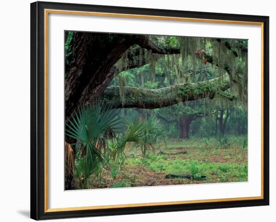 Live Oaks Covered in Spanish Moss and Ferns, Cumberland Island, Georgia, USA-Art Wolfe-Framed Photographic Print