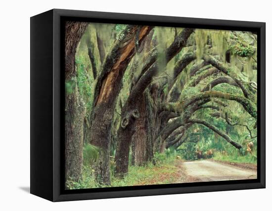 Live Oaks Covered in Spanish Moss and Ferns, Cumberland Island, Georgia, USA-Art Wolfe-Framed Premier Image Canvas