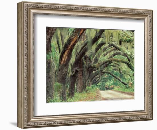 Live Oaks Covered in Spanish Moss and Ferns, Cumberland Island, Georgia, USA-Art Wolfe-Framed Photographic Print