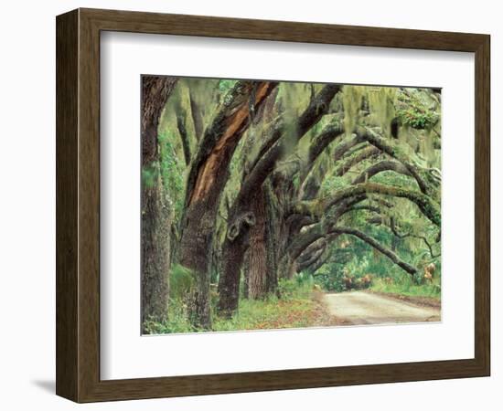 Live Oaks Covered in Spanish Moss and Ferns, Cumberland Island, Georgia, USA-Art Wolfe-Framed Photographic Print