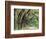 Live Oaks Covered in Spanish Moss and Ferns, Cumberland Island, Georgia, USA-Art Wolfe-Framed Photographic Print