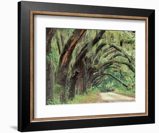 Live Oaks Covered in Spanish Moss and Ferns, Cumberland Island, Georgia, USA-Art Wolfe-Framed Photographic Print