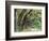 Live Oaks Covered in Spanish Moss and Ferns, Cumberland Island, Georgia, USA-Art Wolfe-Framed Photographic Print