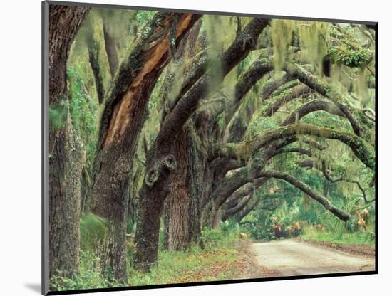 Live Oaks Covered in Spanish Moss and Ferns, Cumberland Island, Georgia, USA-Art Wolfe-Mounted Photographic Print