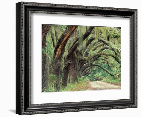 Live Oaks Covered in Spanish Moss and Ferns, Cumberland Island, Georgia, USA-Art Wolfe-Framed Photographic Print