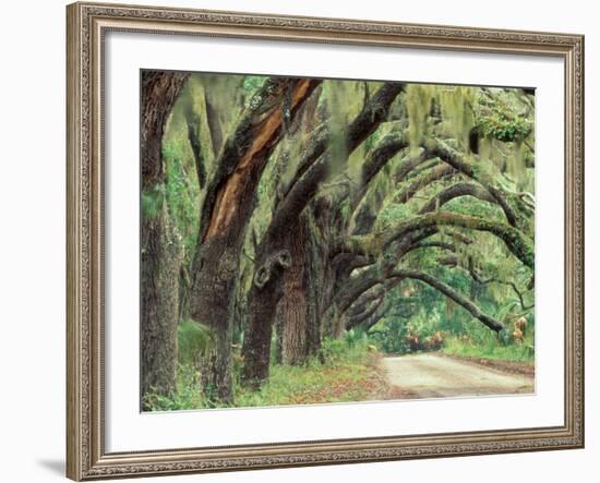 Live Oaks Covered in Spanish Moss and Ferns, Cumberland Island, Georgia, USA-Art Wolfe-Framed Photographic Print