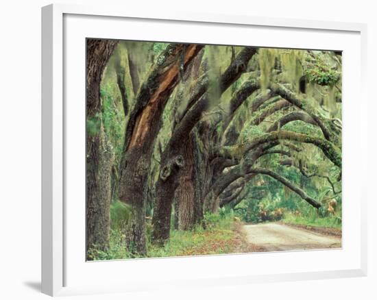 Live Oaks Covered in Spanish Moss and Ferns, Cumberland Island, Georgia, USA-Art Wolfe-Framed Photographic Print