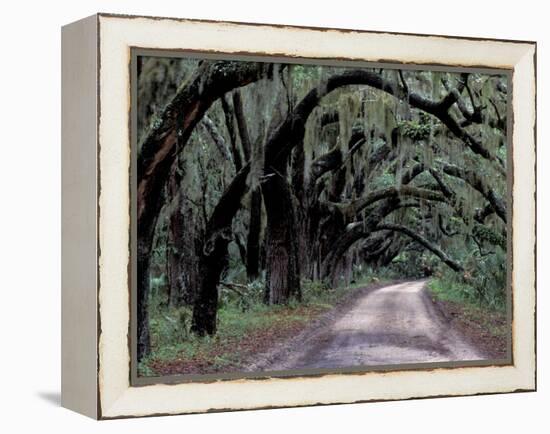 Live Oaks Line a Dirt Road, Cumberland Island, Georgia, USA-Gavriel Jecan-Framed Premier Image Canvas