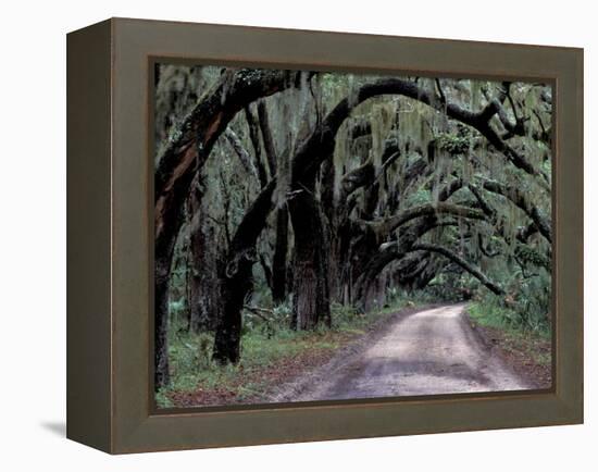 Live Oaks Line a Dirt Road, Cumberland Island, Georgia, USA-Gavriel Jecan-Framed Premier Image Canvas