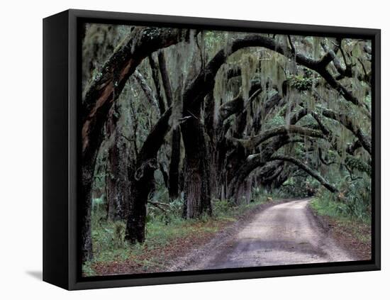 Live Oaks Line a Dirt Road, Cumberland Island, Georgia, USA-Gavriel Jecan-Framed Premier Image Canvas