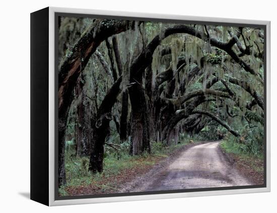Live Oaks Line a Dirt Road, Cumberland Island, Georgia, USA-Gavriel Jecan-Framed Premier Image Canvas