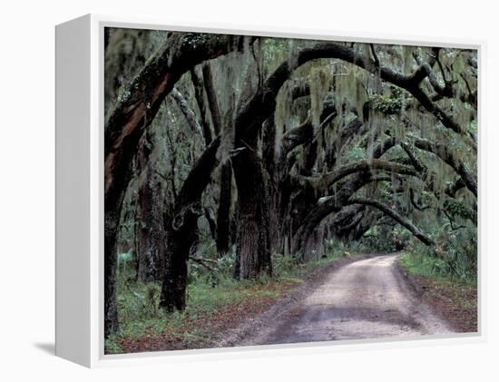 Live Oaks Line a Dirt Road, Cumberland Island, Georgia, USA-Gavriel Jecan-Framed Premier Image Canvas