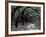 Live Oaks Line a Dirt Road, Cumberland Island, Georgia, USA-Gavriel Jecan-Framed Photographic Print