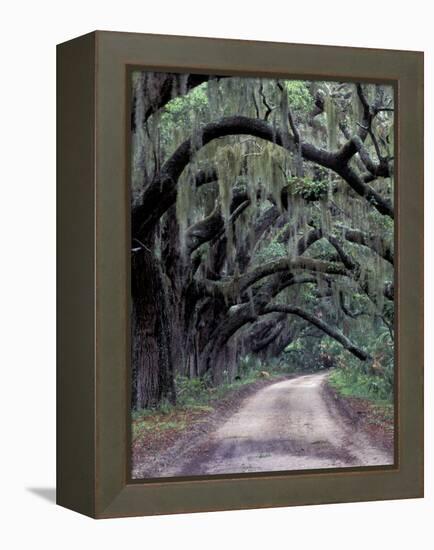 Live Oaks Line a Dirt Road, Cumberland Island, Georgia, USA-Gavriel Jecan-Framed Premier Image Canvas