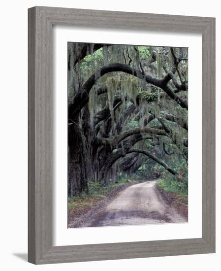 Live Oaks Line a Dirt Road, Cumberland Island, Georgia, USA-Gavriel Jecan-Framed Photographic Print