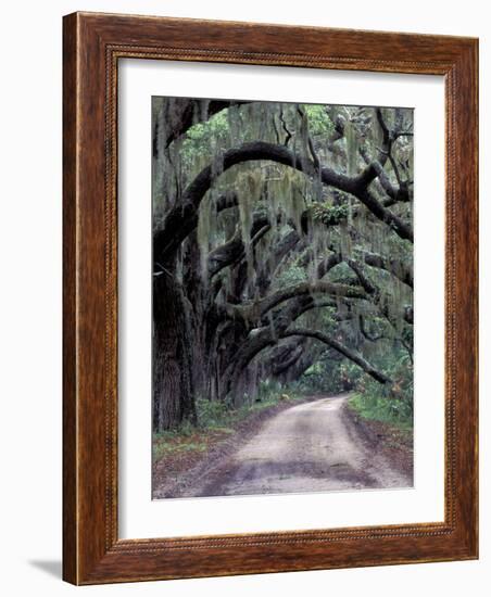 Live Oaks Line a Dirt Road, Cumberland Island, Georgia, USA-Gavriel Jecan-Framed Photographic Print