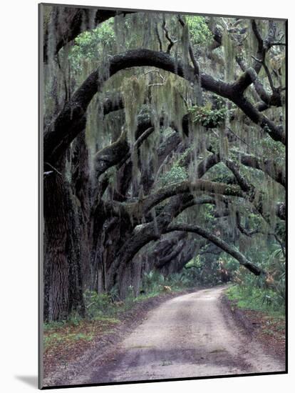 Live Oaks Line a Dirt Road, Cumberland Island, Georgia, USA-Gavriel Jecan-Mounted Photographic Print