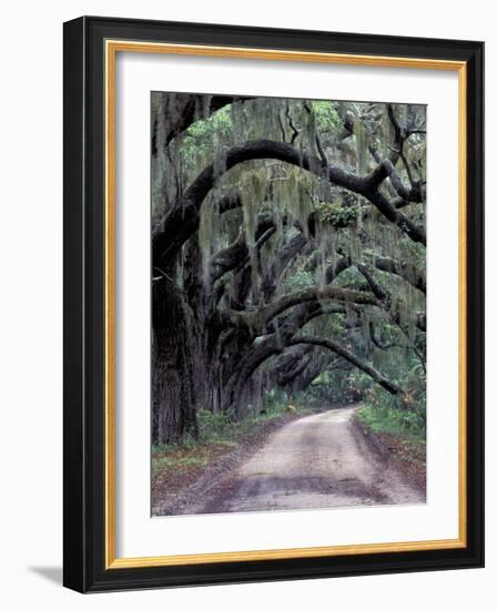 Live Oaks Line a Dirt Road, Cumberland Island, Georgia, USA-Gavriel Jecan-Framed Photographic Print