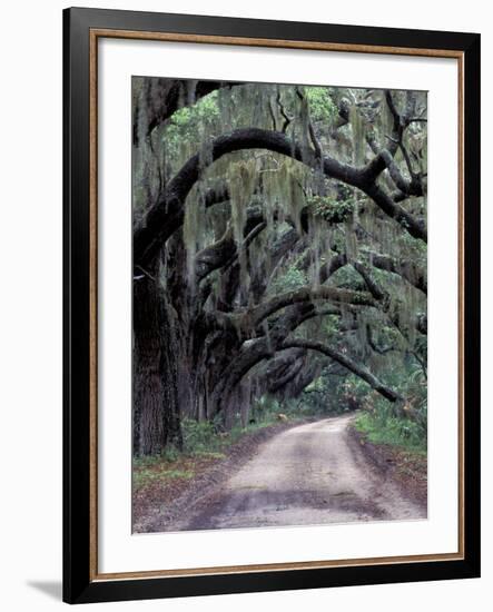 Live Oaks Line a Dirt Road, Cumberland Island, Georgia, USA-Gavriel Jecan-Framed Photographic Print