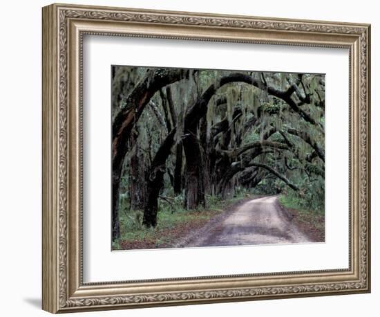 Live Oaks Line a Dirt Road, Cumberland Island, Georgia, USA-Gavriel Jecan-Framed Photographic Print