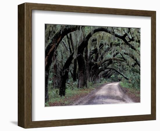 Live Oaks Line a Dirt Road, Cumberland Island, Georgia, USA-Gavriel Jecan-Framed Photographic Print