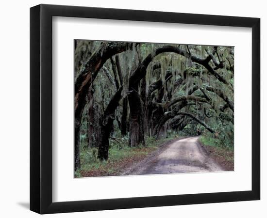 Live Oaks Line a Dirt Road, Cumberland Island, Georgia, USA-Gavriel Jecan-Framed Photographic Print