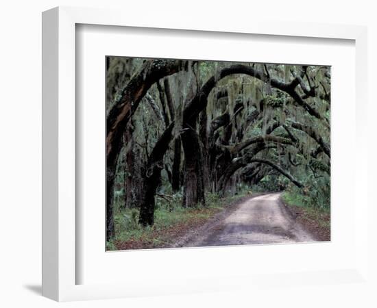 Live Oaks Line a Dirt Road, Cumberland Island, Georgia, USA-Gavriel Jecan-Framed Photographic Print