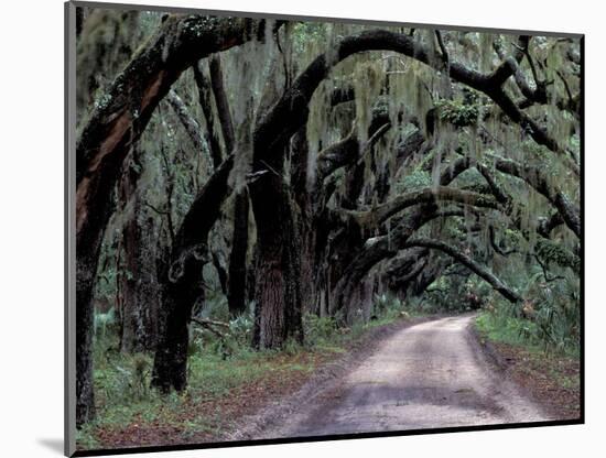 Live Oaks Line a Dirt Road, Cumberland Island, Georgia, USA-Gavriel Jecan-Mounted Photographic Print