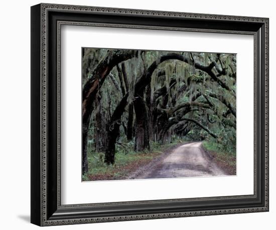 Live Oaks Line a Dirt Road, Cumberland Island, Georgia, USA-Gavriel Jecan-Framed Photographic Print