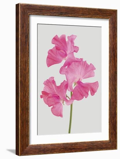 Lively Floral - Harmony-Ben Wood-Framed Giclee Print