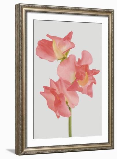 Lively Floral - Song-Ben Wood-Framed Giclee Print