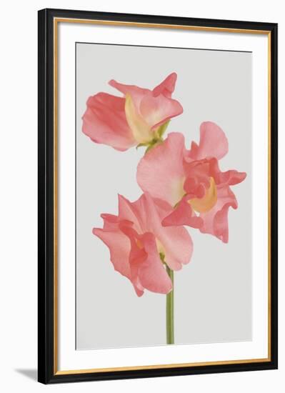 Lively Floral - Song-Ben Wood-Framed Giclee Print