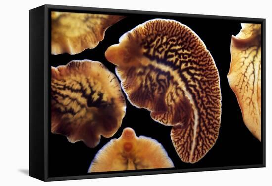 Liver Flukes, Macro Photograph-Sinclair Stammers-Framed Premier Image Canvas