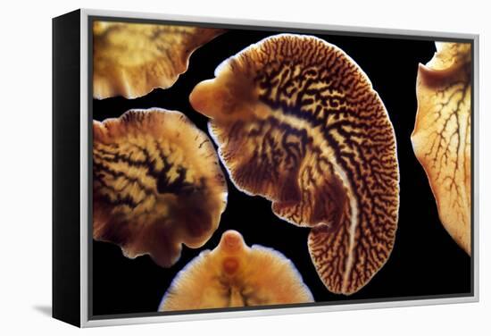 Liver Flukes, Macro Photograph-Sinclair Stammers-Framed Premier Image Canvas