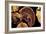 Liver Flukes, Macro Photograph-Sinclair Stammers-Framed Photographic Print