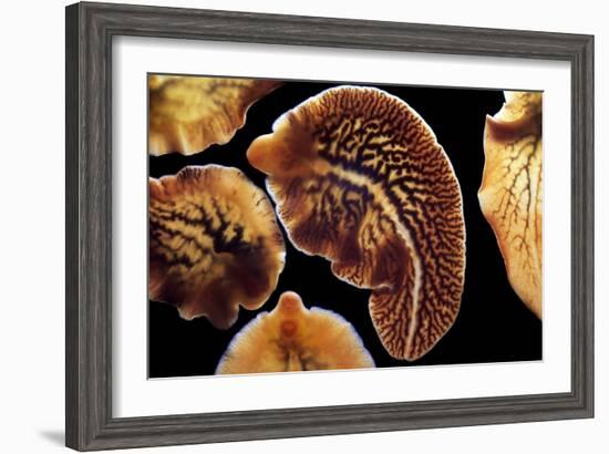 Liver Flukes, Macro Photograph-Sinclair Stammers-Framed Photographic Print