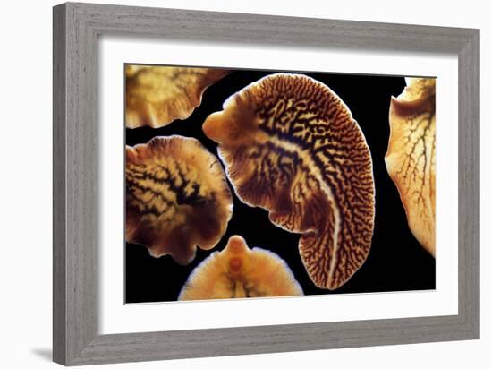 Liver Flukes, Macro Photograph-Sinclair Stammers-Framed Photographic Print