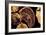 Liver Flukes, Macro Photograph-Sinclair Stammers-Framed Photographic Print