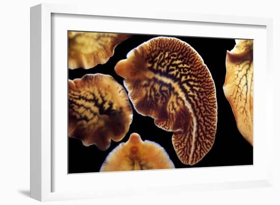 Liver Flukes, Macro Photograph-Sinclair Stammers-Framed Photographic Print