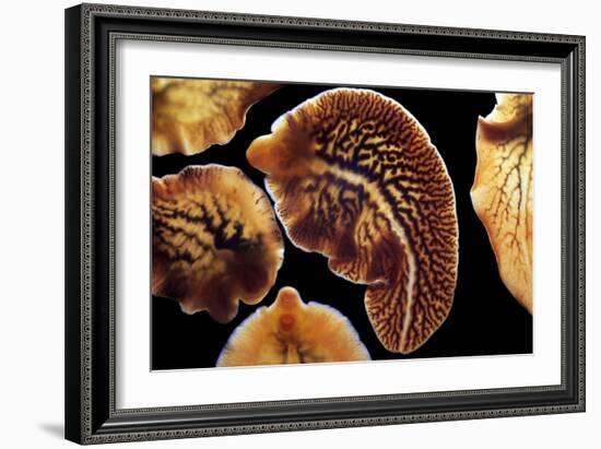 Liver Flukes, Macro Photograph-Sinclair Stammers-Framed Photographic Print