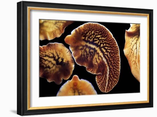 Liver Flukes, Macro Photograph-Sinclair Stammers-Framed Photographic Print