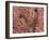 Liver Vein, SEM-Thomas Deerinck-Framed Photographic Print