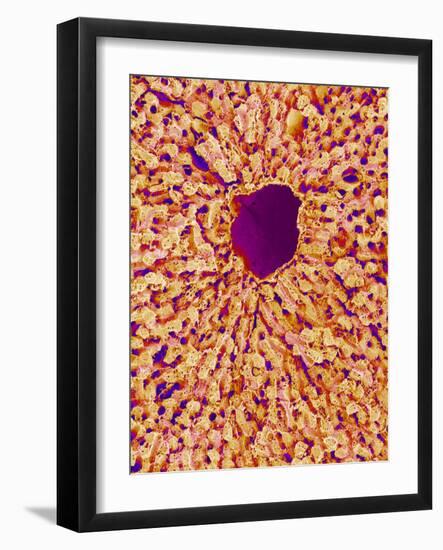 Liver Vein, SEM-Susumu Nishinaga-Framed Photographic Print