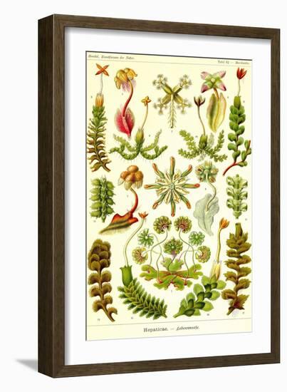 Liver Warts-Ernst Haeckel-Framed Art Print