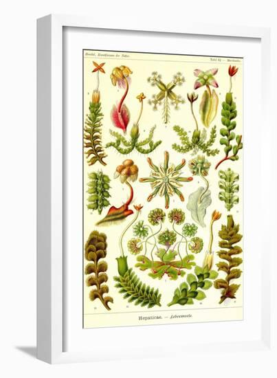 Liver Warts-Ernst Haeckel-Framed Art Print