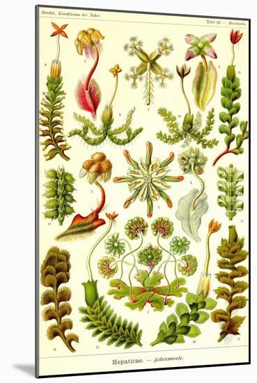 Liver Warts-Ernst Haeckel-Mounted Art Print