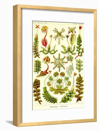 Liver Warts-Ernst Haeckel-Framed Art Print