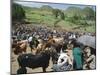 Livestock Market, Sentebe, Abyssinian Region of Choa, Ethiopia, Africa-J P De Manne-Mounted Photographic Print