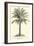 Living Cycad-null-Framed Premium Giclee Print